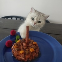 British Shorthair, Kedi  Itırsu fotoğrafı