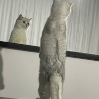 British Shorthair, Kedi  Itırsu fotoğrafı