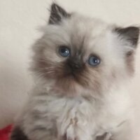 British Longhair, Kedi  Yumoş fotoğrafı