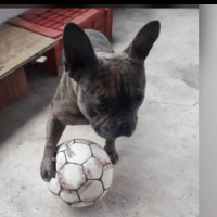 Fransız Bulldog, Köpek  Oscar fotoğrafı