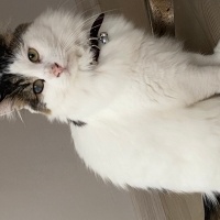 Tekir Kedi, Kedi  Mia fotoğrafı