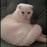Scottish Fold, Kedi  Sans fotoğrafı