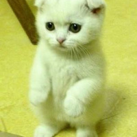 Scottish Fold, Kedi  Cafer fotoğrafı
