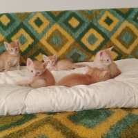 Tekir Kedi, Kedi  7 Tane Tekir Yavrusu fotoğrafı