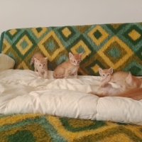 Tekir Kedi, Kedi  7 Tane Tekir Yavrusu fotoğrafı