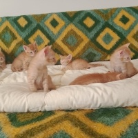 Tekir Kedi, Kedi  7 Tane Tekir Yavrusu fotoğrafı