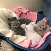 Scottish Fold, Kedi  maviş fotoğrafı