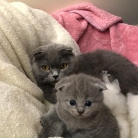 Scottish Fold, Kedi  maviş fotoğrafı