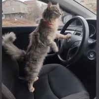 Norwegian Forest, Kedi  Mia fotoğrafı