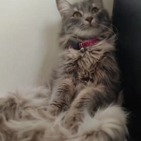 Norwegian Forest, Kedi  Mia fotoğrafı