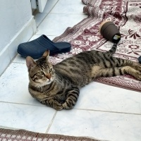 Tekir Kedi, Kedi  Boncuk fotoğrafı