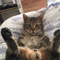 Tekir Kedi, Kedi  Boncuk fotoğrafı