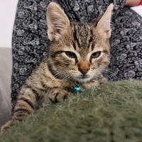 Tekir Kedi, Kedi  Boncuk fotoğrafı