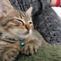 Tekir Kedi, Kedi  Boncuk fotoğrafı