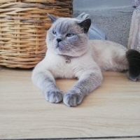 British Shorthair, Kedi  Şekerpare fotoğrafı