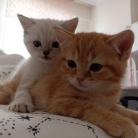 British Shorthair, Kedi  Şekerpare fotoğrafı