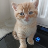 British Shorthair, Kedi  Şekerpare fotoğrafı