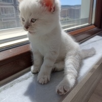 British Shorthair, Kedi  Şekerpare fotoğrafı