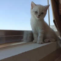 British Shorthair, Kedi  Şekerpare fotoğrafı