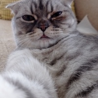 Scottish Fold, Kedi  Venüs fotoğrafı