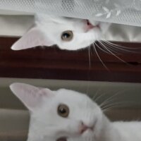 Tekir Kedi, Kedi  Sushi fotoğrafı