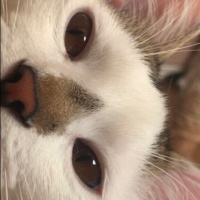 Tekir Kedi, Kedi  Şans fotoğrafı