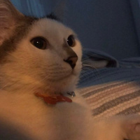 Tekir Kedi, Kedi  Şans fotoğrafı