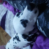 Dalmatian, Köpek  Asya fotoğrafı
