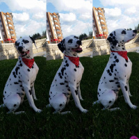 Dalmatian, Köpek  Asya fotoğrafı