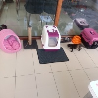 Brazilian Shorthair, Kedi  Boncuk fotoğrafı