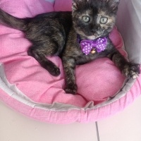 Brazilian Shorthair, Kedi  Boncuk fotoğrafı