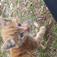 Sarman, Kedi  Şanslı fotoğrafı