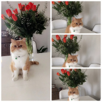 Exotic Shorthair, Kedi  Papyon fotoğrafı