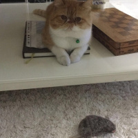 Exotic Shorthair, Kedi  Papyon fotoğrafı