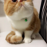 Exotic Shorthair, Kedi  Papyon fotoğrafı