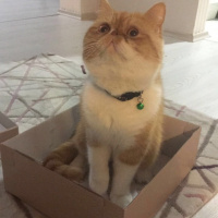 Exotic Shorthair, Kedi  Papyon fotoğrafı