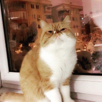 Exotic Shorthair, Kedi  Papyon fotoğrafı