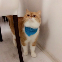 Exotic Shorthair, Kedi  Papyon fotoğrafı