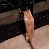 Exotic Shorthair, Kedi  Papyon fotoğrafı