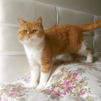 Exotic Shorthair, Kedi  Papyon fotoğrafı