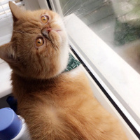 Exotic Shorthair, Kedi  Papyon fotoğrafı