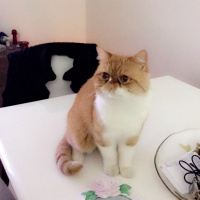 Exotic Shorthair, Kedi  Papyon fotoğrafı