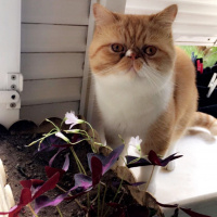Exotic Shorthair, Kedi  Papyon fotoğrafı
