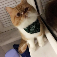 Exotic Shorthair, Kedi  Papyon fotoğrafı