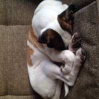 Jack Russell Terrier, Köpek  Layka fotoğrafı