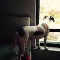 Jack Russell Terrier, Köpek  Layka fotoğrafı