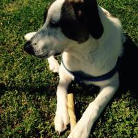 Jack Russell Terrier, Köpek  Layka fotoğrafı