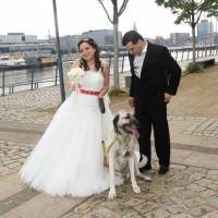 Jack Russell Terrier, Köpek  Layka fotoğrafı