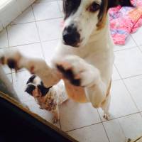 Jack Russell Terrier, Köpek  Layka fotoğrafı