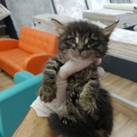 Tekir Kedi, Kedi  prens fotoğrafı
